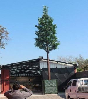 Turnul celular deghizat în palmier